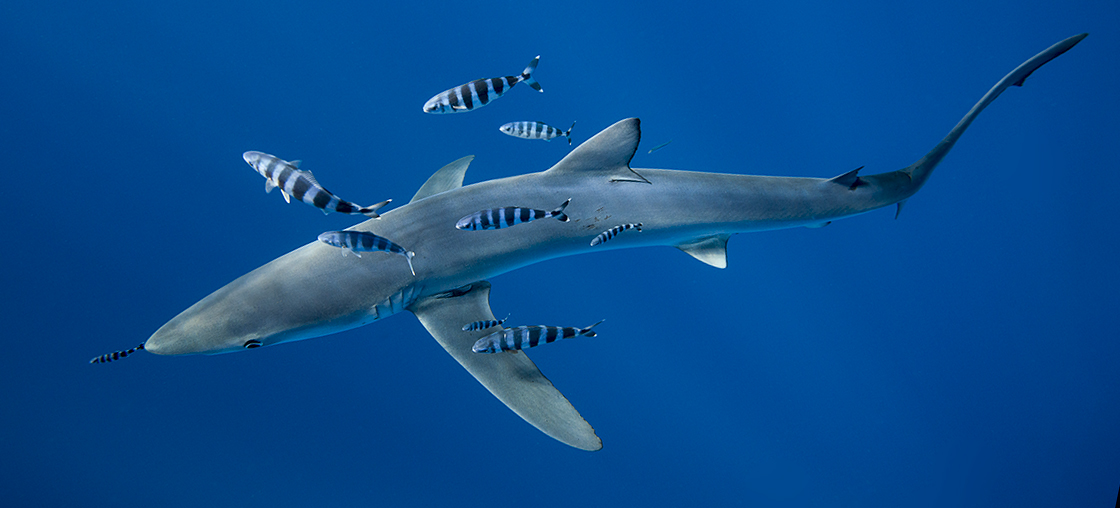 Blue shark Azores